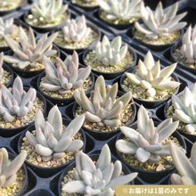 画像をギャラリービューアに読み込む, エケベリア・トリマネンシス"リオトリマン" 2.5号 国内実生苗