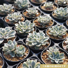 画像をギャラリービューアに読み込む, エケベリア・ファンタスティックファウンテン 2.5号 国内実生苗