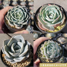 画像をギャラリービューアに読み込む, まるまる!エケベリア3苗アソートセット 2.5号 国内実生苗