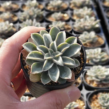 画像をギャラリービューアに読み込む, エケベリア・ファンタスティックファウンテン 2.5号 国内実生苗