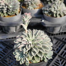 画像をギャラリービューアに読み込む, エケベリア・ファンタスティックファウンテン 2.5号 国内実生苗