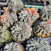 画像をギャラリービューアに読み込む, エケベリア・ファンタスティックファウンテン 2.5号 国内実生苗