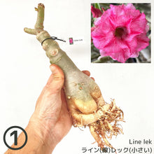 画像をギャラリービューアに読み込む, 【期間限定:3月末まで】アデニウム・オベスム 裸株(裸苗) ピンク系(10種から選べる)