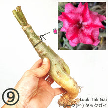 画像をギャラリービューアに読み込む, 【期間限定:3月末まで】アデニウム・オベスム 裸株(裸苗) ピンク系(10種から選べる)