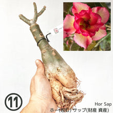 画像をギャラリービューアに読み込む, 【期間限定:3月末まで】アデニウム・オベスム 裸株(裸苗) ピンク系(10種から選べる)