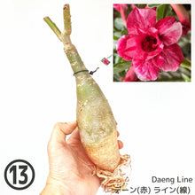 画像をギャラリービューアに読み込む, 【期間限定:3月末まで】アデニウム・オベスム 裸株(裸苗) ピンク系(10種から選べる)