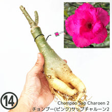 画像をギャラリービューアに読み込む, 【期間限定:3月末まで】アデニウム・オベスム 裸株(裸苗) ピンク系(10種から選べる)