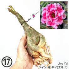 画像をギャラリービューアに読み込む, 【期間限定:3月末まで】アデニウム・オベスム 裸株(裸苗) ピンク系(10種から選べる)