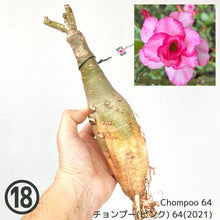 画像をギャラリービューアに読み込む, 【期間限定:3月末まで】アデニウム・オベスム 裸株(裸苗) ピンク系(10種から選べる)