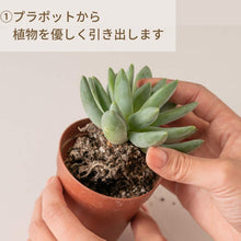 画像をギャラリービューアに読み込む, ツチラボ -農家生まれのやさしいつち-【多肉植物用】 GreenSnapオリジナル培養土
