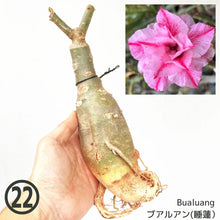 画像をギャラリービューアに読み込む, 【期間限定:3月末まで】アデニウム・オベスム 裸株(裸苗) ピンク系(10種から選べる)