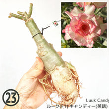 画像をギャラリービューアに読み込む, 【期間限定:3月末まで】アデニウム・オベスム 裸株(裸苗) ピンク系(10種から選べる)