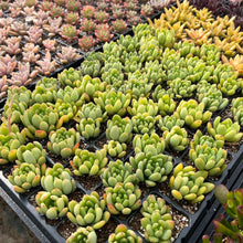 画像をギャラリービューアに読み込む, 多肉植物 プラグ苗 1号 ケース売り 72個入セット【12品種保証】