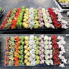 画像をギャラリービューアに読み込む, 多肉植物 プラグ苗 1号 ケース売り 72個入セット【12品種保証】