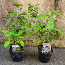 画像をギャラリービューアに読み込む, 【予約商品:5/13発送】ヤマアジサイ 苔玉仕立て