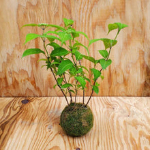 画像をギャラリービューアに読み込む, 【予約商品:5/13発送】ヤマアジサイ 苔玉仕立て