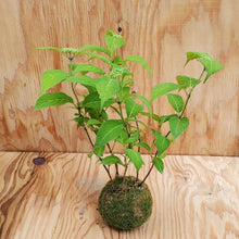 画像をギャラリービューアに読み込む, 【予約商品:5/13発送】ヤマアジサイ 苔玉仕立て