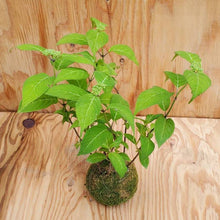画像をギャラリービューアに読み込む, 【予約商品:5/13発送】ヤマアジサイ 苔玉仕立て