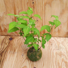 画像をギャラリービューアに読み込む, 【予約商品:5/13発送】ヤマアジサイ 苔玉仕立て