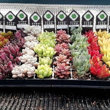 画像をギャラリービューアに読み込む, 多肉植物 プラグ苗 1号 ケース売り 72個入セット【12品種保証】