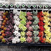 画像をギャラリービューアに読み込む, 多肉植物 プラグ苗 1号 ケース売り 72個入セット【12品種保証】