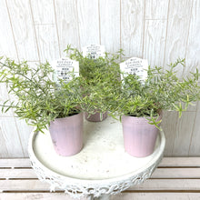 画像をギャラリービューアに読み込む, 【7/20以降発送】プロスタンテラ(ミントブッシュ)・ミラクルスター斑入り 3ポットセット