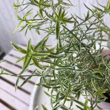 画像をギャラリービューアに読み込む, 【7/20以降発送】プロスタンテラ(ミントブッシュ)・ミラクルスター斑入り 3ポットセット