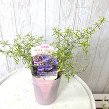 画像をギャラリービューアに読み込む, 【7/20以降発送】プロスタンテラ(ミントブッシュ)・ミラクルスター斑入り 3ポットセット