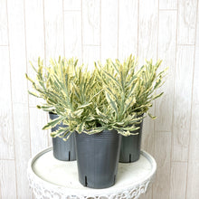 画像をギャラリービューアに読み込む, 【7/23以降発送】ラベンダー・アラルディー’メルロー’ 3ポットセット