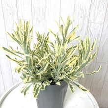 画像をギャラリービューアに読み込む, 【7/23以降発送】ラベンダー・アラルディー’メルロー’ 3ポットセット