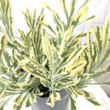 画像をギャラリービューアに読み込む, 【7/23以降発送】ラベンダー・アラルディー’メルロー’ 3ポットセット