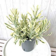 画像をギャラリービューアに読み込む, 【7/23以降発送】ラベンダー・アラルディー’メルロー’ 3ポットセット