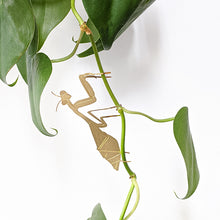 画像をギャラリービューアに読み込む, AS プラントアニマル