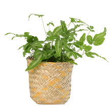 画像をギャラリービューアに読み込む, 【3個セット】鉢カバーとして使える LOCA バスケット12