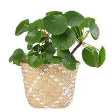 画像をギャラリービューアに読み込む, 【2個セット】鉢カバーとして使える LOCA バスケット20