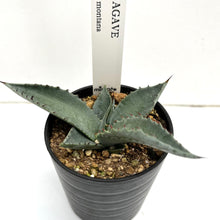 画像をギャラリービューアに読み込む, アガベ・モンタナ 2.5号 【国内実生苗】