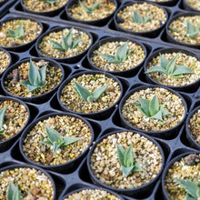 画像をギャラリービューアに読み込む, アガベ・ユタエンシス カイバベンシス 2.5号 【国内実生苗】