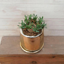 画像をギャラリービューアに読み込む, 【1点もの】ユーフォルビア 峨眉山+DULTONポットセット(ゴールド)