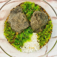 画像をギャラリービューアに読み込む, 【北海道で育った】苔のボトルテラリウム(タマゴケ・シッポゴケ)直径10cm