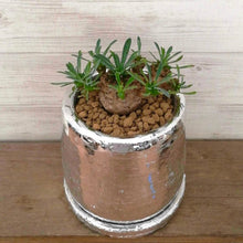 画像をギャラリービューアに読み込む, 【一点物】ユーフォルビア 峨眉山+DULTONポットセット(シルバーポット)