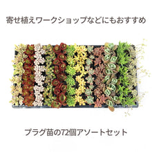 画像をギャラリービューアに読み込む, 多肉植物 プラグ苗 1号 ケース売り 72個入セット【12品種保証】