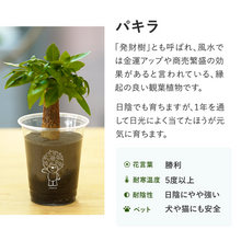 画像をギャラリービューアに読み込む, 【土を使わない観葉植物】テーブルプランツ(Table Plants)ガーデンベアカップ