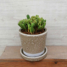 画像をギャラリービューアに読み込む, 【一点物】ユーフォルビア・姫キリン+DULTONポットセット(COLOR GLAZED POT CLAY) 3号