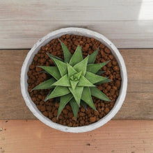 画像をギャラリービューアに読み込む, 【一点物】ハオルチア 白羊宮+ 茎からできた鉢STEMNセット