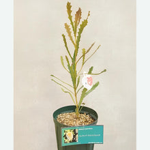 画像をギャラリービューアに読み込む, 【販売期間:3月5日まで】バンクシア・クエルキフォリア 1鉢