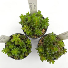 画像をギャラリービューアに読み込む, セダム・レッドベリー 2.5号 3鉢セット 【国内実生苗】