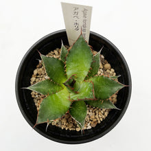 画像をギャラリービューアに読み込む, アガベ・ホリダ 3.5号