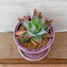 画像をギャラリービューアに読み込む, 【一点物】アロエ・ブレビフォリア+DULTONポットセット(ライトパープル)3号