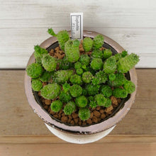 画像をギャラリービューアに読み込む, 【一点物】ユーフォルビア グリーンボール+DULTONポットセット(バイカラーポット)