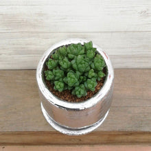 画像をギャラリービューアに読み込む, 【一点物】ハオルチア ウンブラティコラ+DULTONポットセット(Round Pot S/silver)